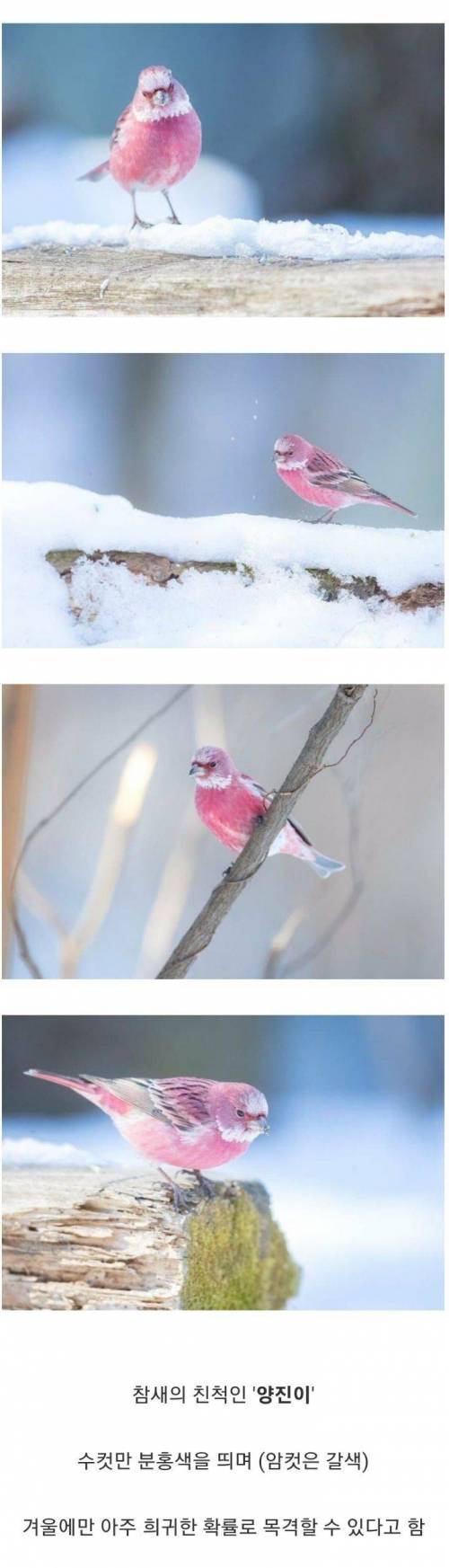 한국에서 볼 수 있는 가장 아름다운 새 .jpg