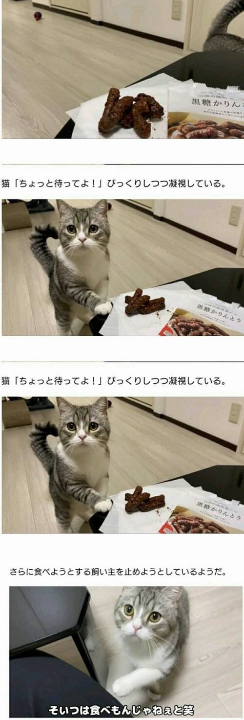 수상한 과자를 먹는 집사를 바라보는 고양이 표정