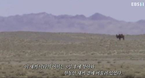 몽골에서 풍장할때 시체위치를 기억하는법