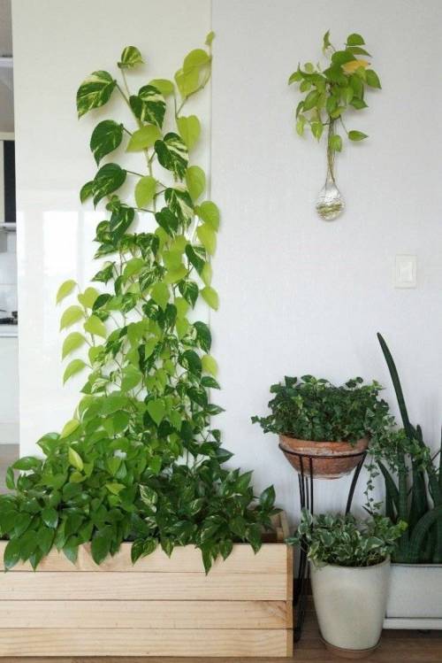 				식물을 키워서는 안 되는 사람을 식별할 수 있다는 식물..jpg