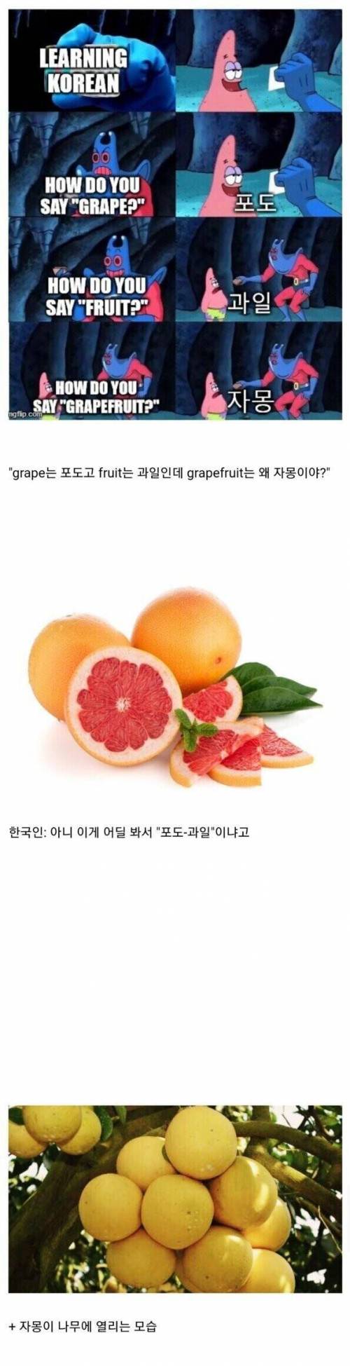 이상하게 번역된 과일.jpg