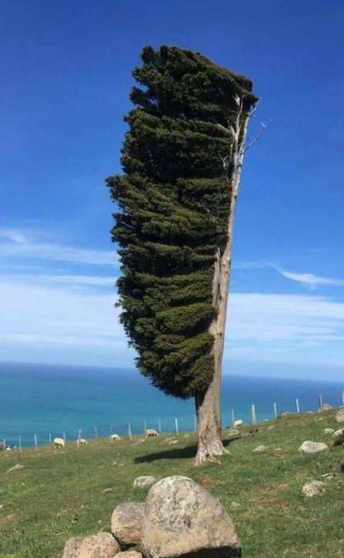 뉴질랜드에 있다는 나무...