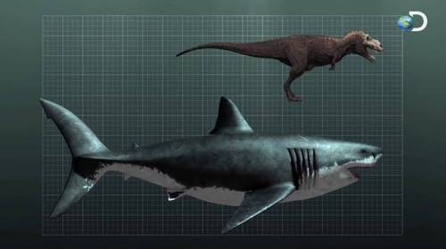 지구 역사상 가장 큰 상어 메갈로돈의 크기 체감.jpg