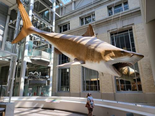 지구 역사상 가장 큰 상어 메갈로돈의 크기 체감.jpg
