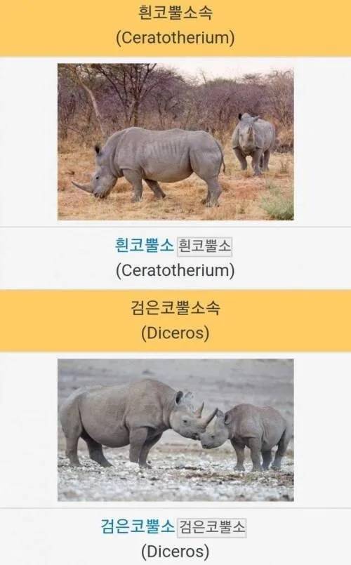 흰코뿔소와 검은코뿔소 이름의 유래.jpg
