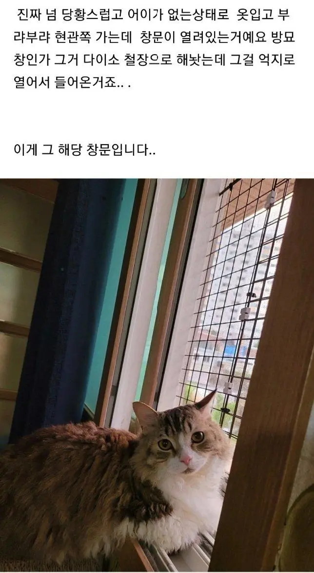 남의집 창문으로 고양이 납치하러 들어간 캣맘 ㄷㄷ.jpg