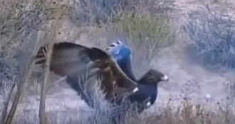 독수리 vs 늑대 지상전