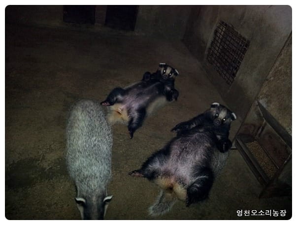 한국에 사는 야생동물중 깡다구甲.......jpg