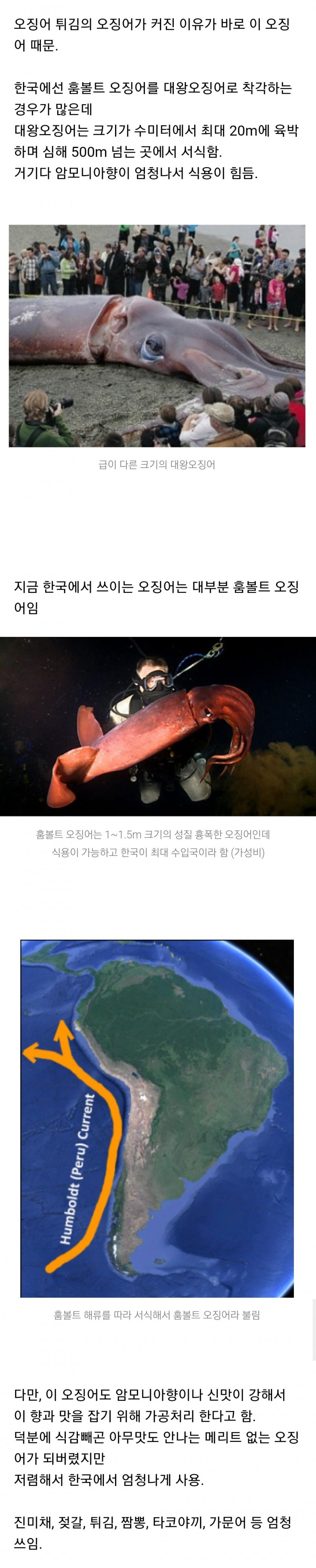 한국을 장악한 오징어...홈볼트 오징어