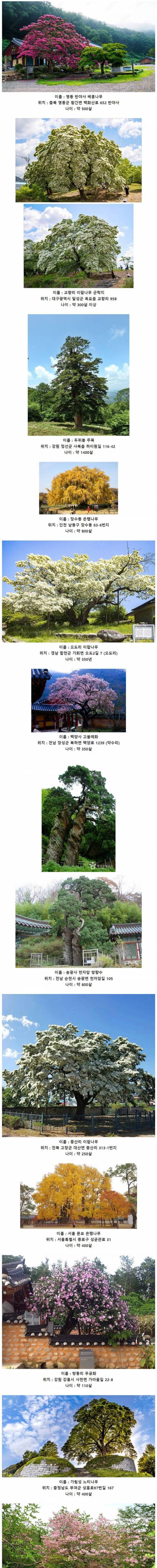 한국에 존재하는 오래된 고목들