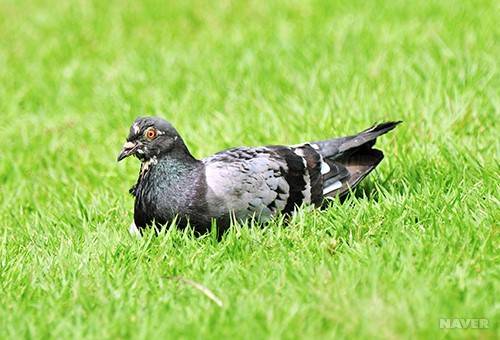 전국에 약 100마리만 남은 멸종위기 비둘기