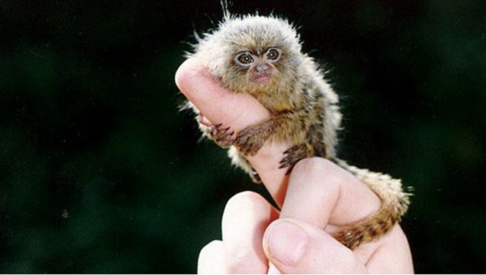 세계에서 가장 작은 원숭이의 시냥법