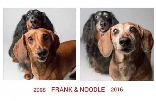 강아지들의 세월.jpg