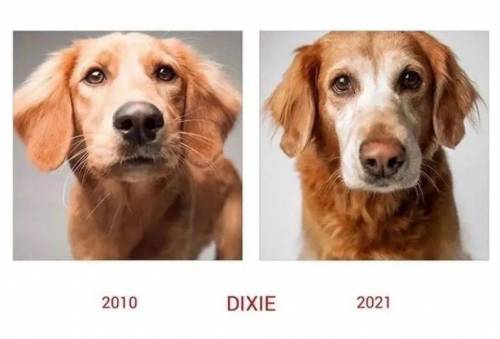 강아지들의 세월.jpg