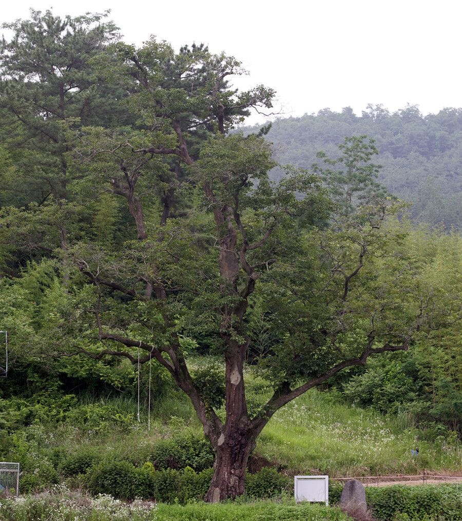 감나무로는 유일한 500살 천연기념물 나무 근황
