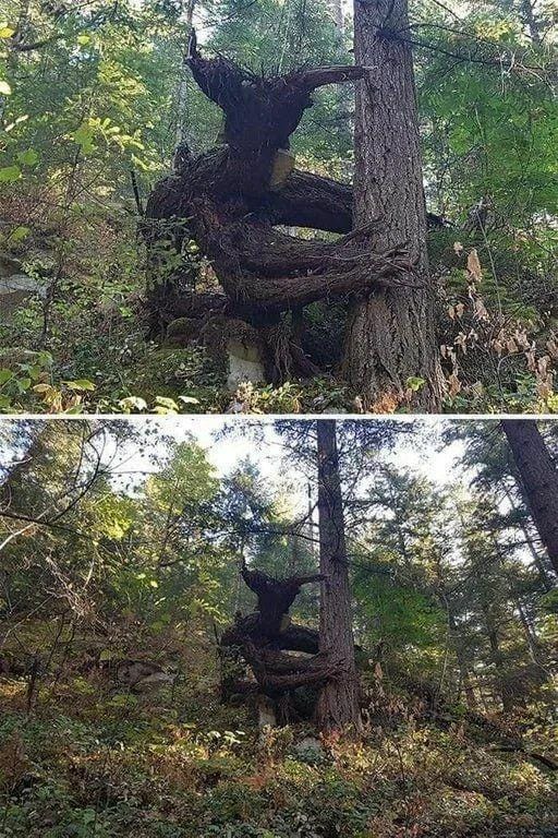 옛날 사람들이 숲에 괴물이 산다고 하는 이유