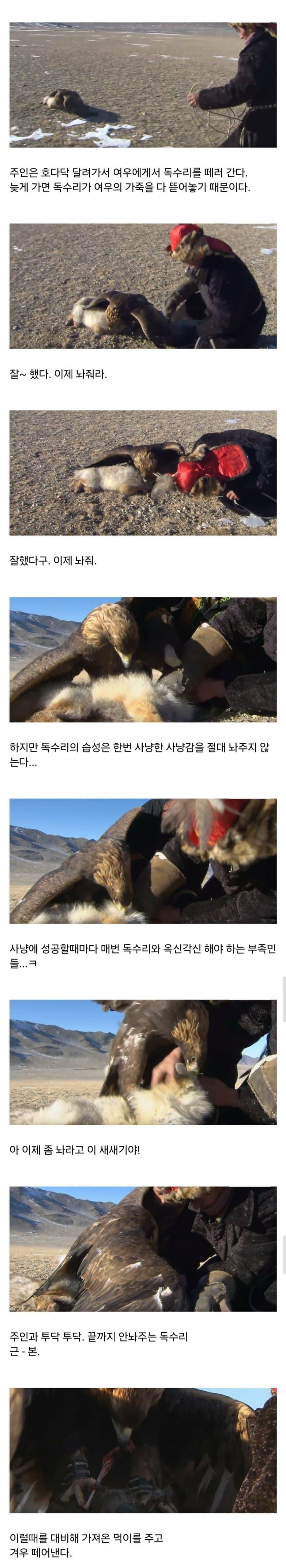 몽골 카자흐족 검독수리 사냥