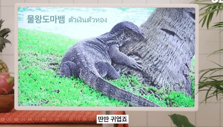 태국 공원에서 볼 수 있는 태국의 길고양이같은 동물...jpg