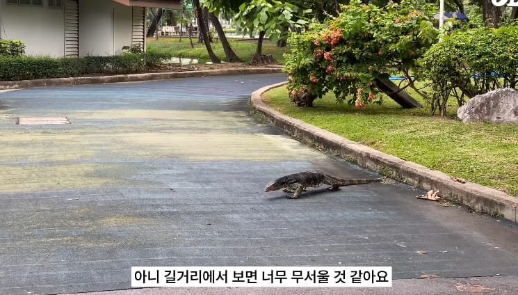 태국 공원에서 볼 수 있는 태국의 길고양이같은 동물...jpg