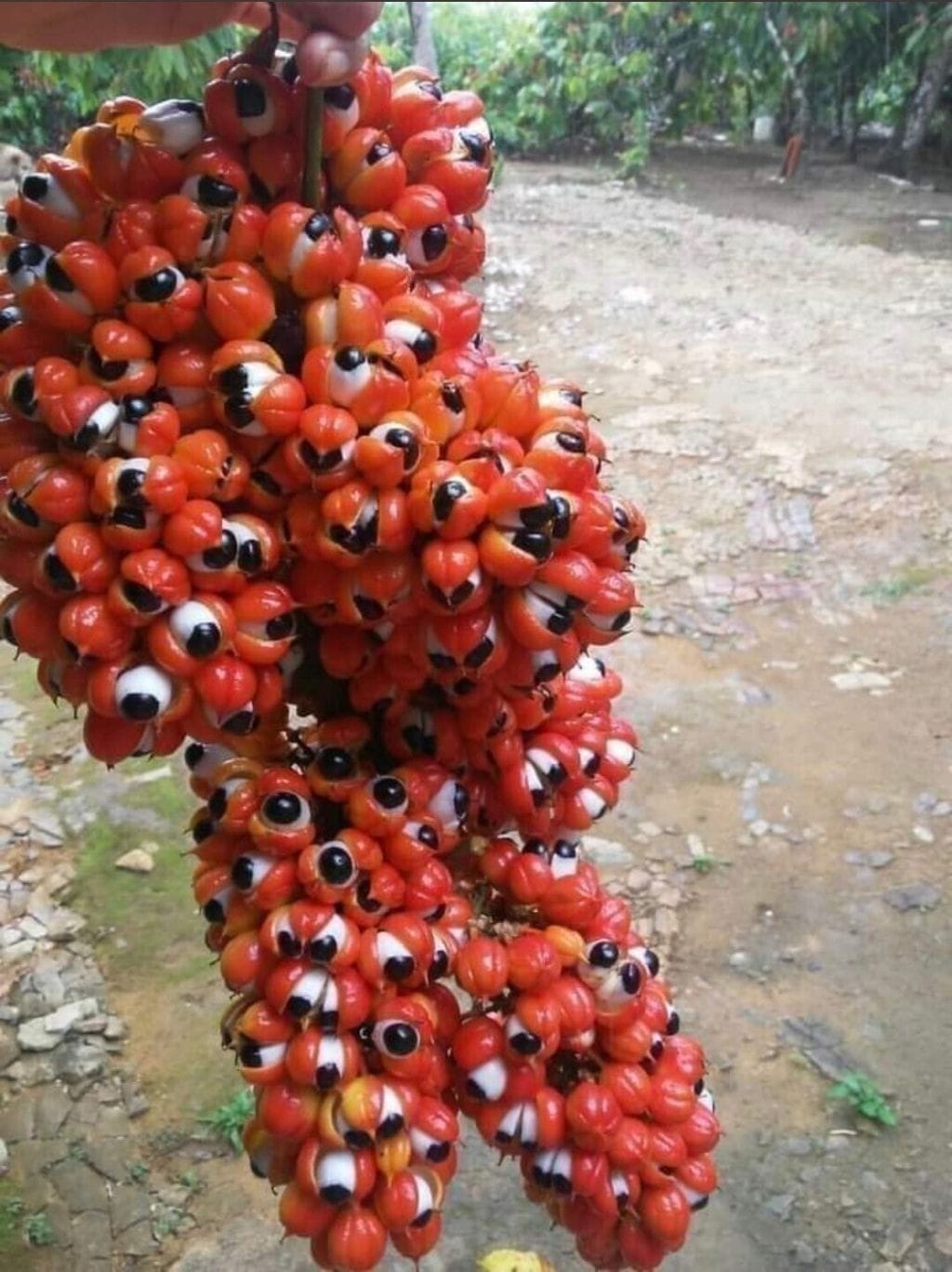  눈알괴물처럼 생긴 과라나 열매