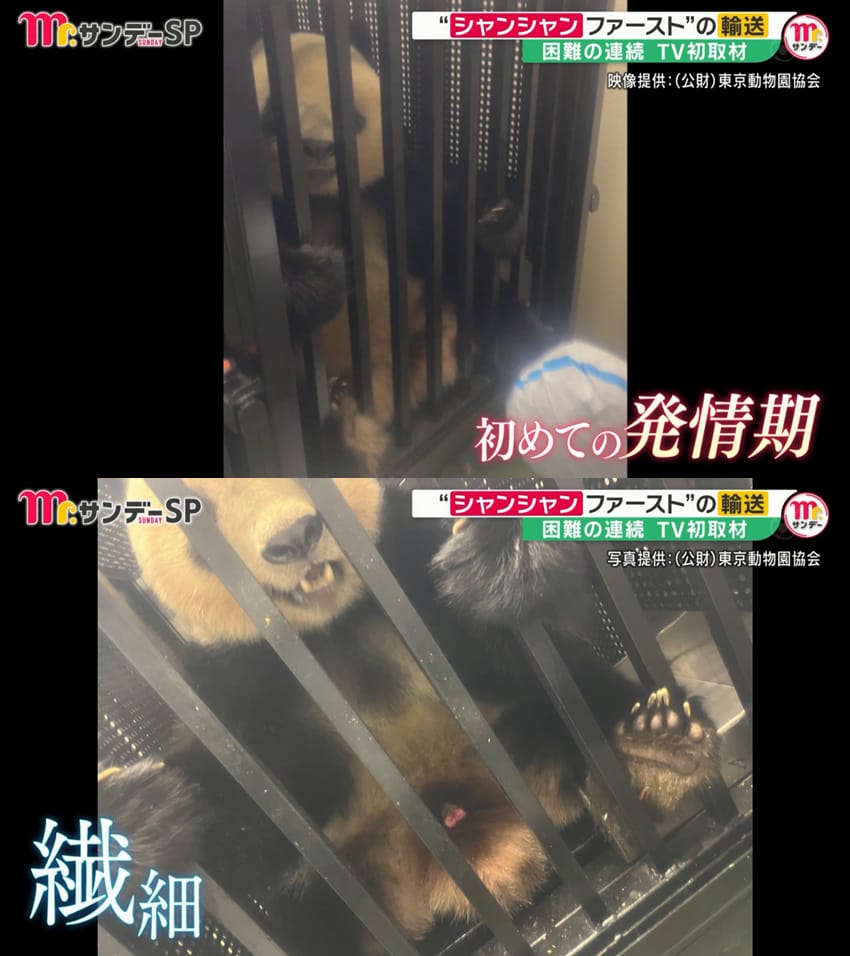 어제 일본 방송에서 처음으로 공개된 판다 샹샹 중국 반환 과정