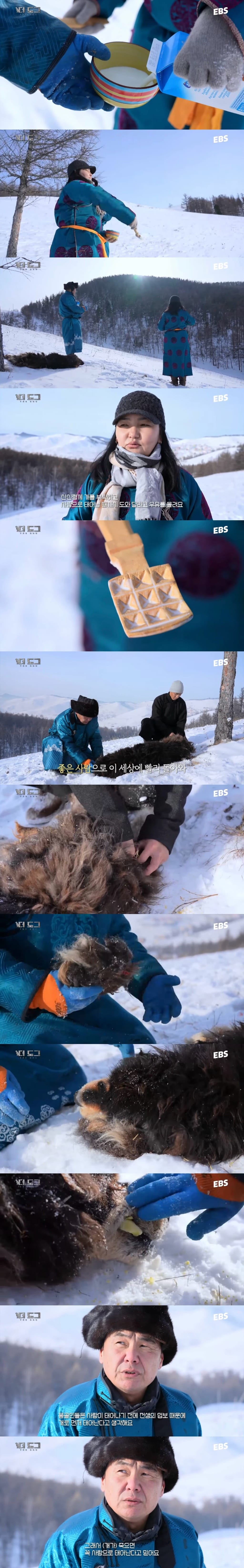 몽골에서 죽은 강아지를 떠나보내는 방법.youtube