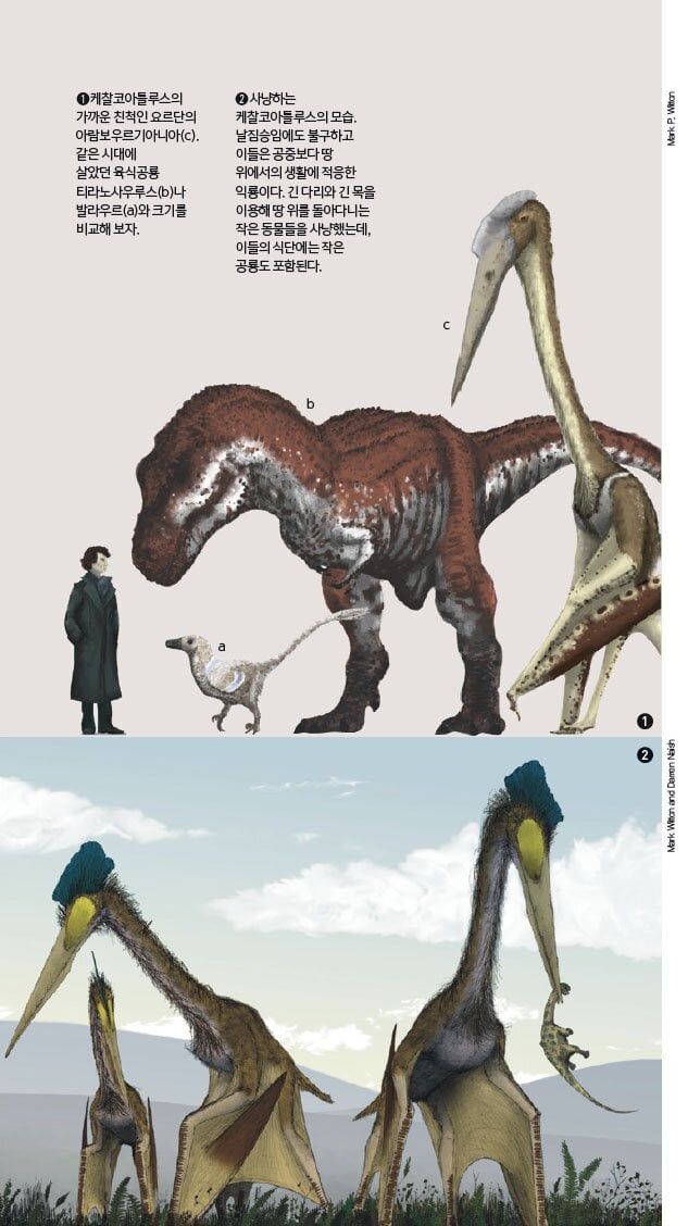 사람들이 간과하는 익룡의 크기