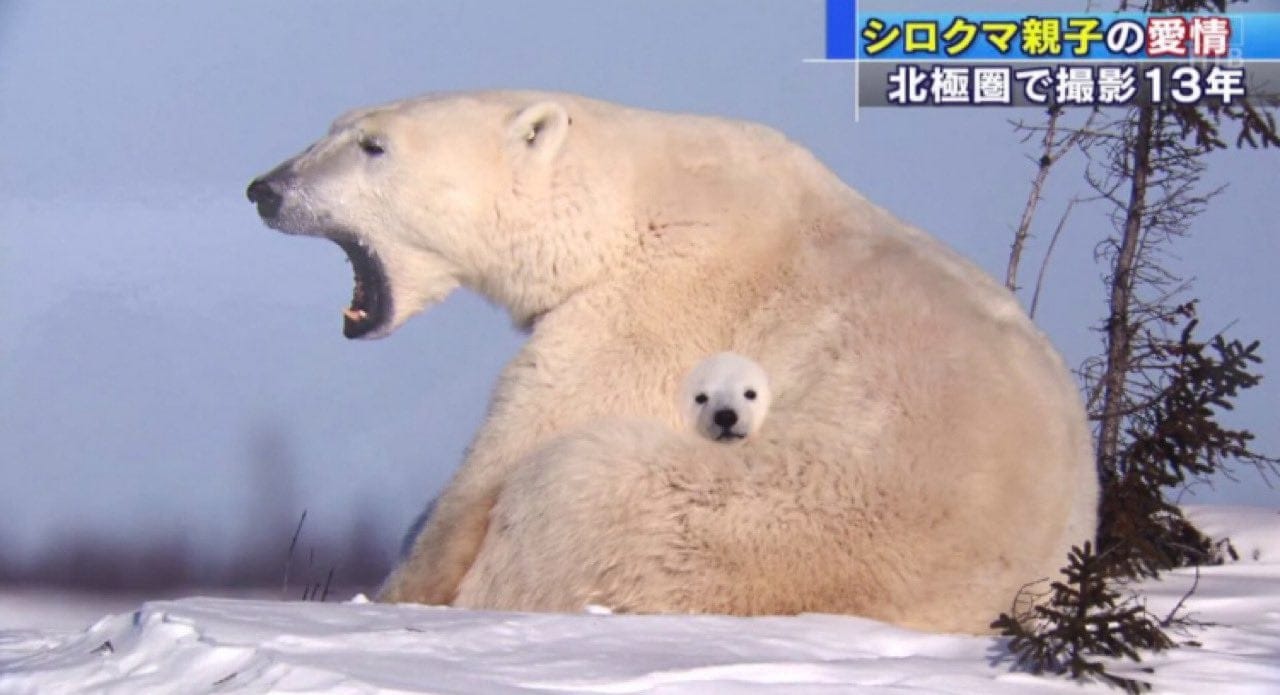 너무 합성같아보이지만 진짜라는 북극곰 사진