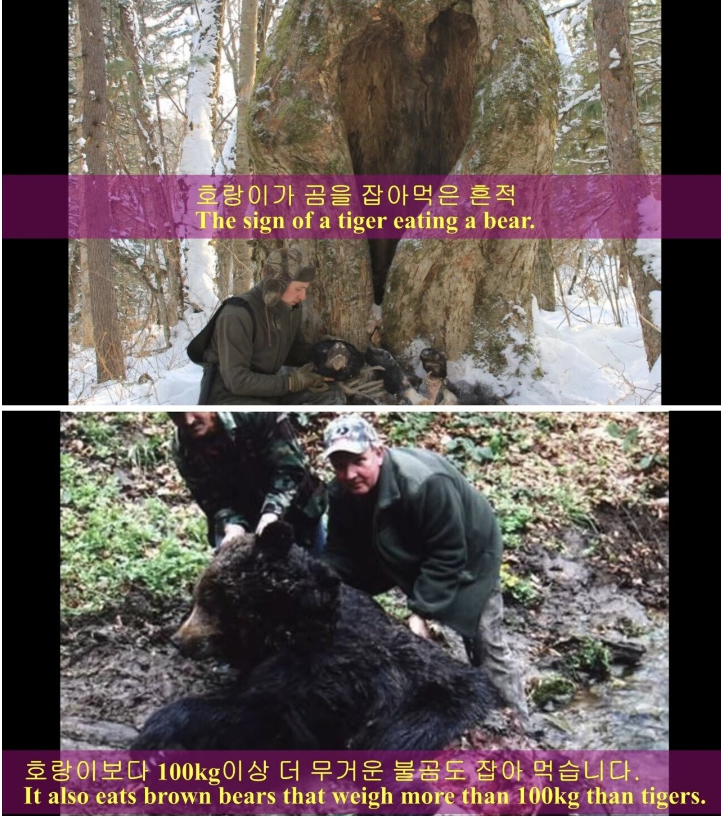 곰 vs 호랑이 싸움 종결.jpg