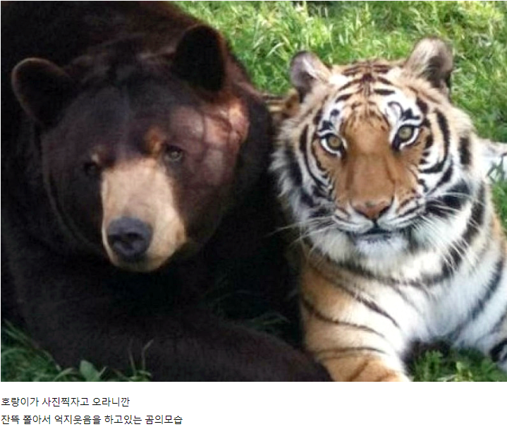 곰 vs 호랑이 싸움 종결.jpg