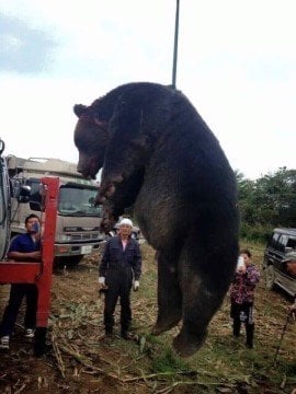 일본 불곰 크기