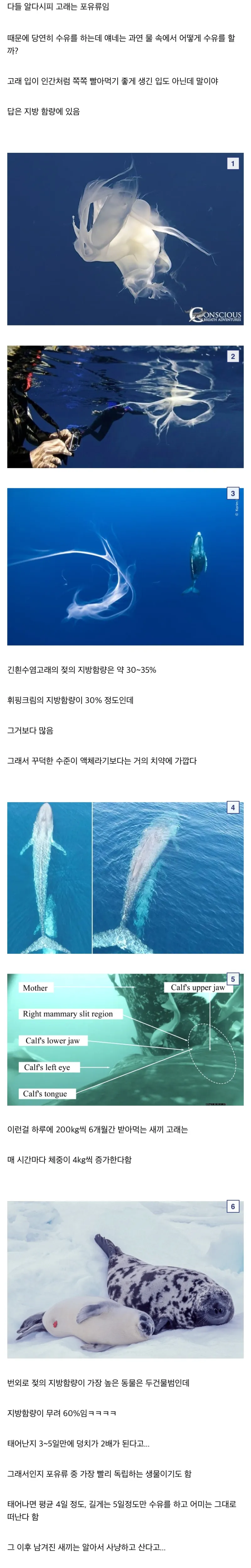 바다에서 수유를 하는 고래 젖과 세상에서 가장 진한 젖