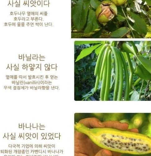 과일의 실체.jpg