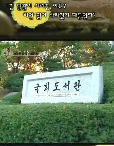 [초스왑] 흰달걀이사라지는이유