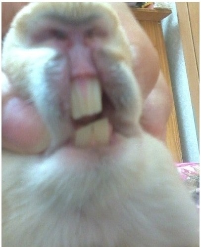 원숭이의 얼굴.jpg