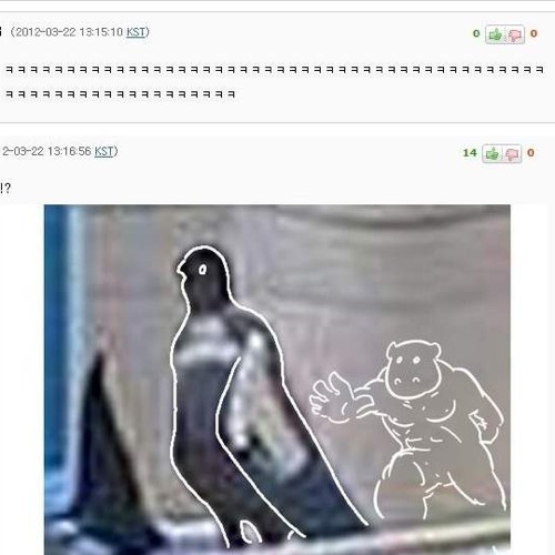 돌고래 보러온 비둘기.jpg