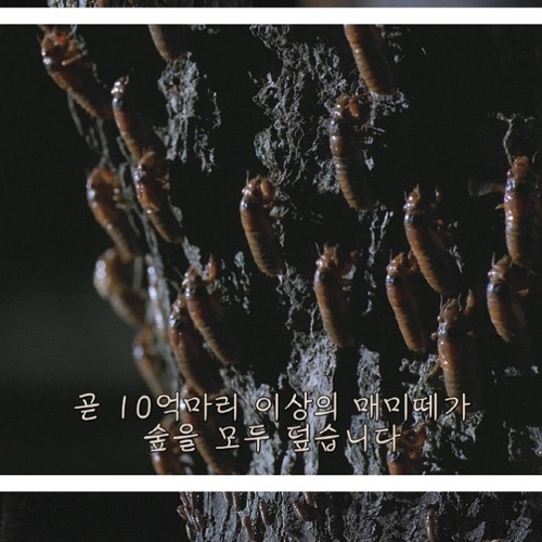 17년만의 출현