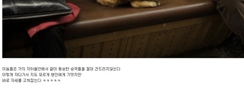 유기견의 패기.jpg