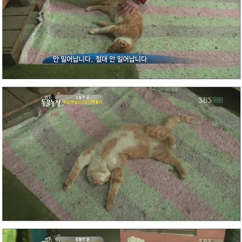뻔돌이가 떡실신 하는 이유.jpg