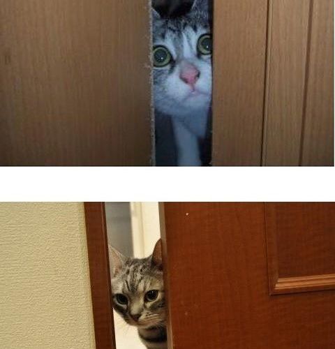 누구 왓냐옹.jpg