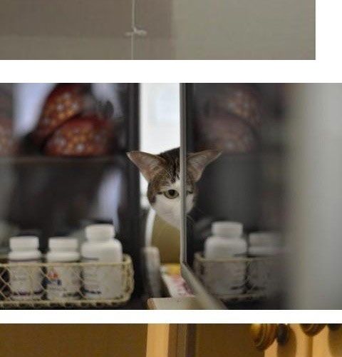 누구 왓냐옹.jpg