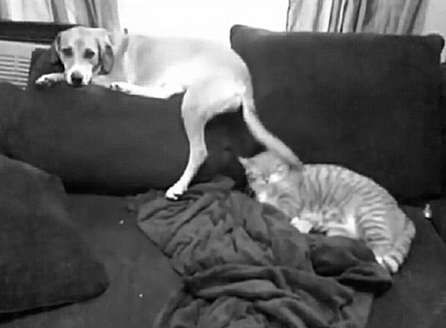 고양이 빡치면 개무서움.gif