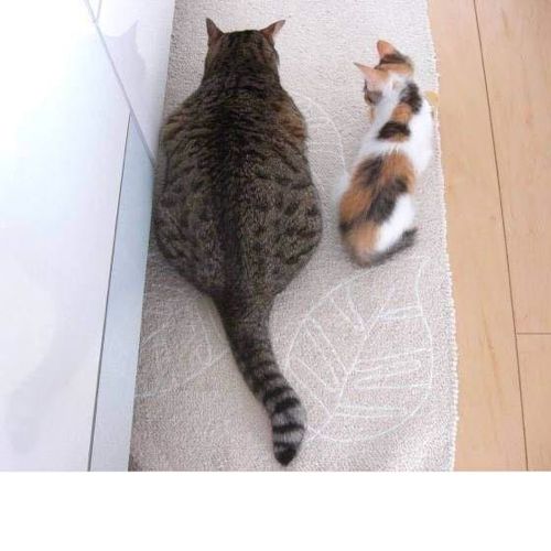 너 진짜 뚱뚱하다.jpg