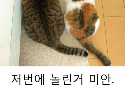 너 진짜 뚱뚱하다.jpg
