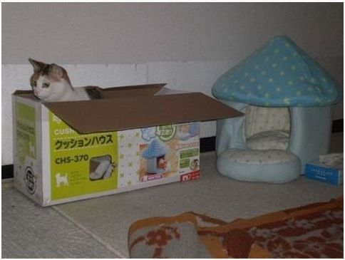 고양이 집을 새로 장만했다.jpg