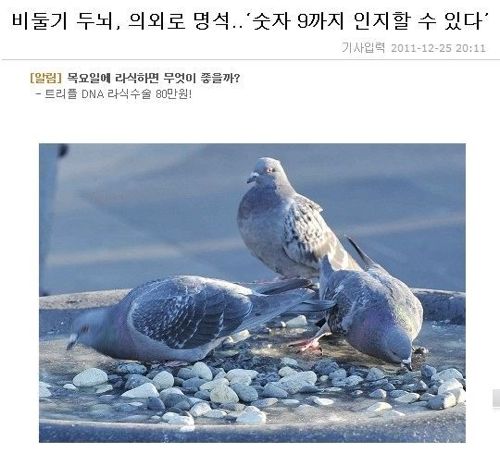 비둘기.jpg