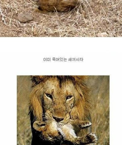 복수하는 사자.jpg