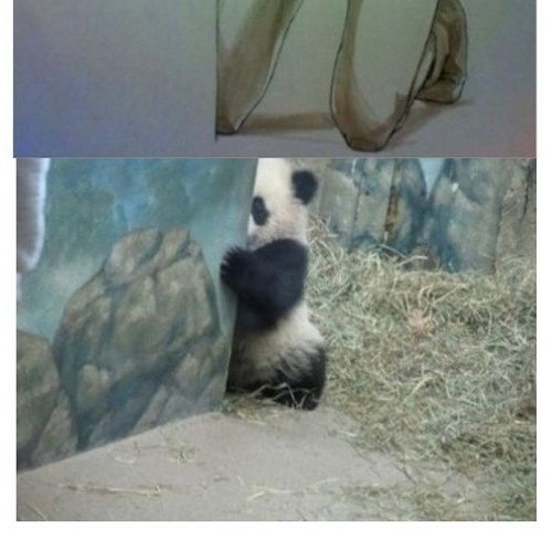 열도의 팬더.jpg