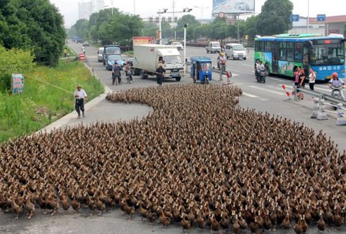 대륙의 인해전술.jpg