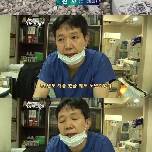 사람으로 치면 200살 넘은 개